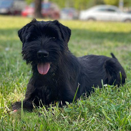 Photo of Standard Schnauzer Goldie